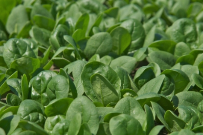 Picture of Spinach Trombone F1